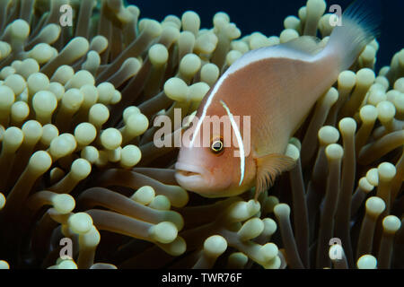 Poisson clown rose se cache dans l'anémone, Panglao, Philippines Banque D'Images