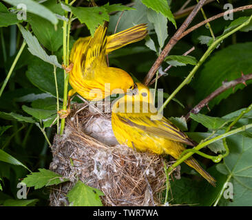 La paruline jaune (Setophaga petechia) mâle femelle d'alimentation au nid, Iowa, États-Unis. Banque D'Images