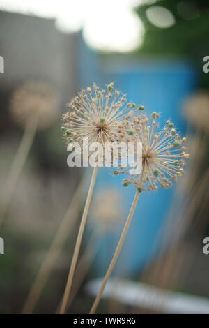 Deux fleurs piquantes avec graines poussent dans le jardin, dans le milieu naturel. Banque D'Images