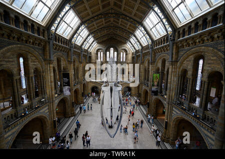 Squelette de baleine au Natural History Museum de Londres Banque D'Images