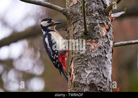 Great Spotted Woodpecker (Dendrocopos major) la recherche de nourriture Banque D'Images