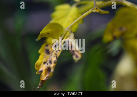 Feuille de tomate jaune septoriose souffrant de maladies fongiques malades - plante de tomate - tomate champignon commun Banque D'Images