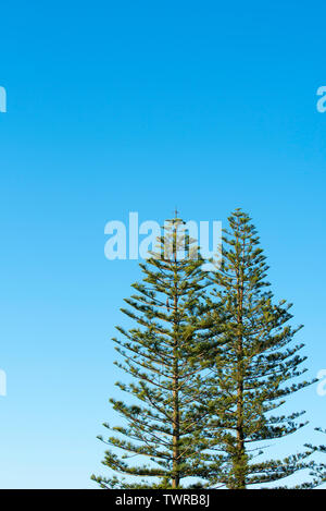 Le haut des branches d'un pin de Norfolk Island (Araucaria heterophylla) sous le soleil d'après-midi sur le milieu de la côte nord de la Nouvelle-Galles du Sud, Australie Banque D'Images