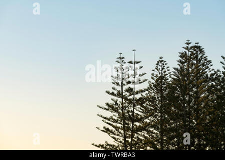 Le haut des branches d'un pin de Norfolk Island (Araucaria heterophylla) sous le soleil d'après-midi sur le milieu de la côte nord de la Nouvelle-Galles du Sud, Australie Banque D'Images