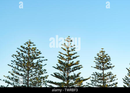 Le haut des branches d'un pin de Norfolk Island (Araucaria heterophylla) sous le soleil d'après-midi sur le milieu de la côte nord de la Nouvelle-Galles du Sud, Australie Banque D'Images