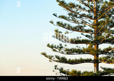 Le haut des branches d'un pin de Norfolk Island (Araucaria heterophylla) sous le soleil d'après-midi sur le milieu de la côte nord de la Nouvelle-Galles du Sud, Australie Banque D'Images