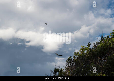 Deux White-Bellied à queue blanche (Haliaeetus leucogaster), également connu sous le nom de la sitelle à poitrine blanche rides courants ascendants chauds sur la côte est de l'Australie Banque D'Images