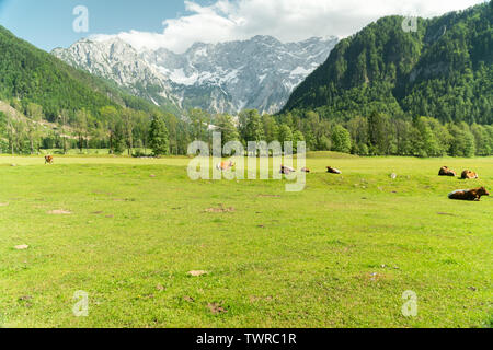 Petit troupeau de vaches de manger l'herbe fraîche sur une ferme biologique avec une vue magnifique sur la montagne alpes en l'arrière Banque D'Images