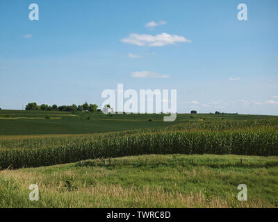 Un classique du paysage de l'Iowa de collines plantées de maïs vert dynamique poussant de haut au milieu de l'été sous un ciel bleu. Banque D'Images