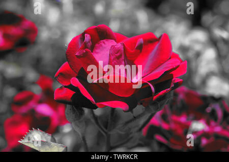 Rose rouge sur fond noir et blanc Banque D'Images