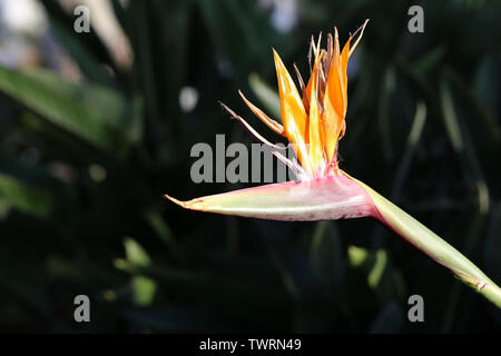 Belle Strelitzia reginae de couleur vive la fleur (oiseau du paradis) photographié dans l'île de Madère, au Portugal. Les symboles de Madère. Banque D'Images
