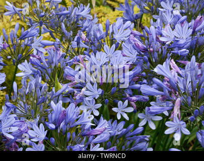 Plante en fleur bleu agapanthus Banque D'Images