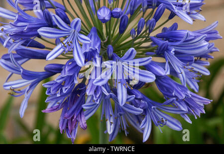 Plante en fleur bleu agapanthus Banque D'Images