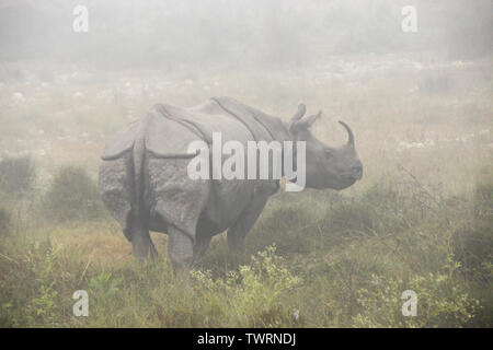 Asian rhinocéros à une corne (femelle adulte) dans le Matin brumeux dans le parc national de Chitwan, au Népal Banque D'Images