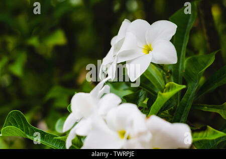 Plumeria Plumeria blanc pur, fleur de frangipanier, bouquet de mariée, 'fiddle leaf plumeria frangipanier blanc, la résistance est excellente tout au long de l'année, flo Banque D'Images