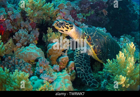 Tortue verte (Chelonia mydas), dans un récif de corail, Sipadan, Bornéo, Malaisie Banque D'Images