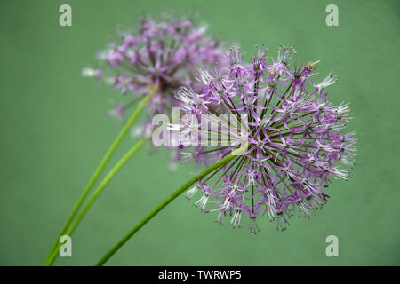 L'ail des fleurs sur un fond vert Banque D'Images