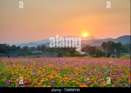 Coucher de soleil sur montagne avec champs cosmos colorés Banque D'Images