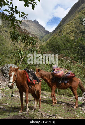 Chevaux transportant l'équipement de camping sur le chemin de l'Inca à Machu Picchu. Cusco, Pérou Banque D'Images