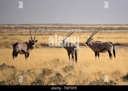 Les antilopes gemsbok (Oryx gazella) dans le parc national d'Etosha. La Namibie Banque D'Images