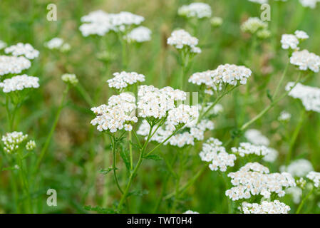 Achillée millefeuille, Achillea millefolium fleurs blanches closeup Banque D'Images