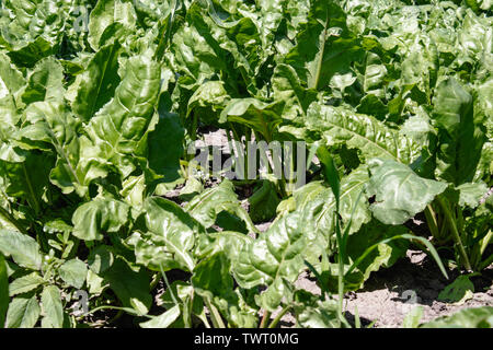 Betterave vert tops sur le domaine agricole, des betteraves à sucre sur le terrain. close-up. Banque D'Images