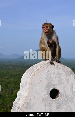 Toque femme singe macaque (Macaca sinica) avec bébé dans le Temple de Dambulla, Sri Lanka. Banque D'Images
