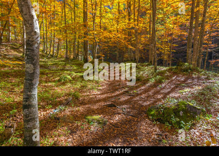 Sentier de randonnée idyllique dans la forêt d'automne près de la rivière Soca en Slovénie. Changement de saison dans les bois, les couleurs spectaculaires. Les arbres colorés. Banque D'Images