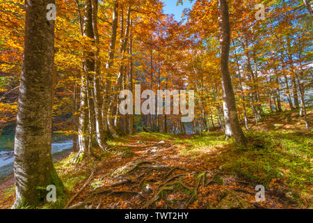 Sentier de randonnée idyllique dans la forêt d'automne près de la rivière Soca en Slovénie. Changement de saison dans les bois, les couleurs spectaculaires. Les arbres colorés. Banque D'Images