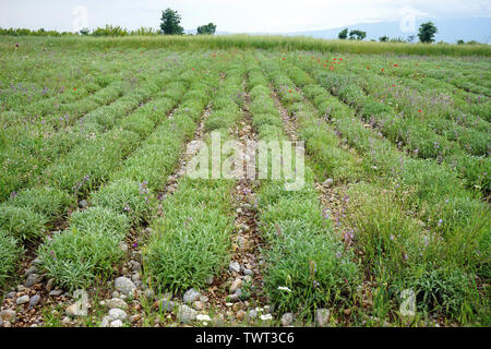 Lignes d'herbes sur le domaine agricole en Albanie Banque D'Images