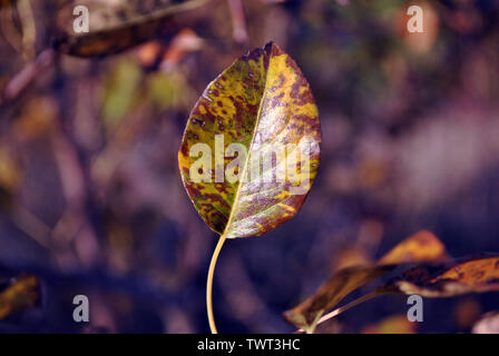 Pear Tree avec des feuilles tachetées jaune-brun close up detail sur l'arrière-plan flou doux Banque D'Images