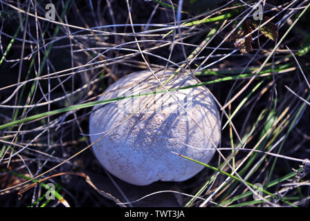 Champignons (Agaricus bisporus), de champignons qui poussent à l'état sauvage dans l'herbe verte, vue du dessus Banque D'Images