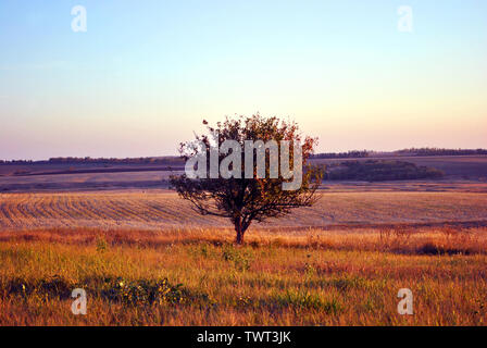 Beau paysage du soir, violet-bleu ciel, seul apple tree in grass prairie, collines avec champ labouré sur horizon Banque D'Images