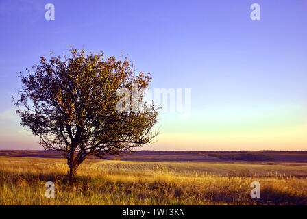 Beau paysage du soir, violet-bleu ciel, seul apple tree in grass prairie, collines avec champ labouré sur horizon Banque D'Images