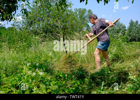 L'homme à l'aide d'un traitement traditionnel en bois de faux à couper manuellement l'herbe haute et les mauvaises herbes dans un jardin rural Hongrie Zala County Banque D'Images