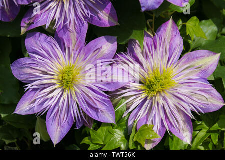 Close up de clematis (crystal fountain) avec de grandes fleurs violet et blanc. Pris dans le soleil du printemps au Pays de Galles, Royaume-Uni Banque D'Images