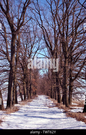 Deux lignes d'arbres sans feuilles de chêne, route couverte de neige, hiver, paysage, ciel bleu Banque D'Images