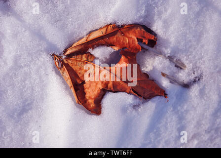 Feuille d'érable rouge sec gelés en surface de neige, vue du dessus Banque D'Images