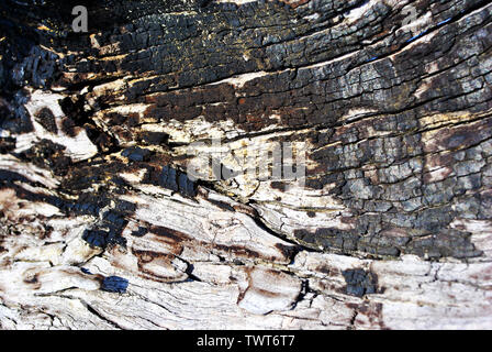 Minable vieux tronc de l'arbre brûlé avec surface texture de fond horizontal staines, Close up detail Banque D'Images