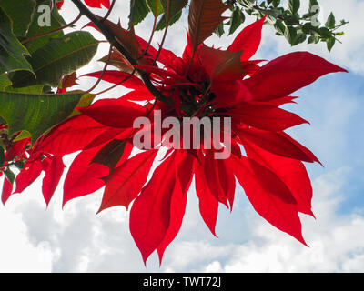 Superbe fleur de poinsettia rouge, bracts rouges chauds qui ressemblent à des fleurs illuminées de la lumière du soleil naturelle contre ciel bleu nuageux, feuilles vertes Banque D'Images