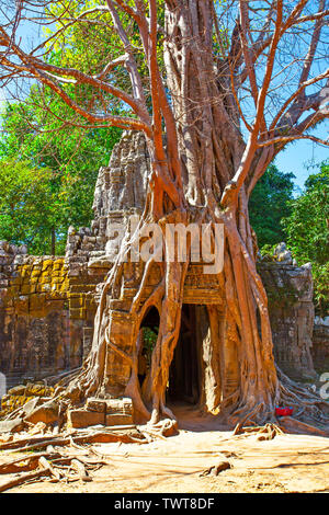 Les ruines anciennes entrelacées autour d'arbre dans l'Angkor Wat, au Cambodge Banque D'Images