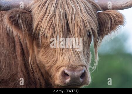 Une photo d'une vache Highland Banque D'Images