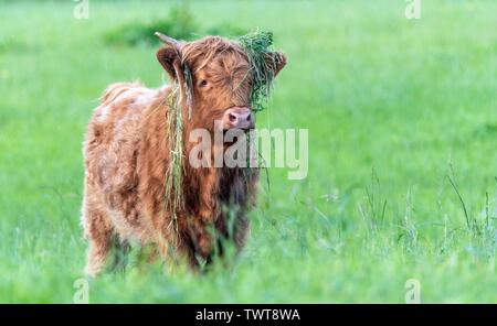 Une photo d'une vache Highland Banque D'Images