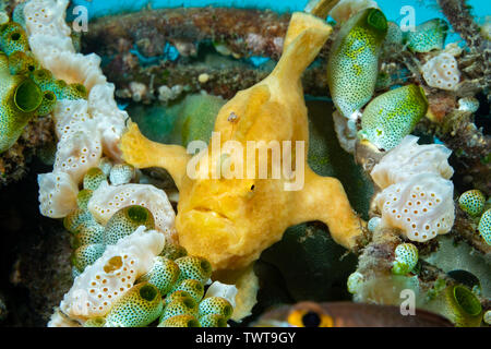 Un poisson grenouille verruqueux, Antennarius maculatus, entre des types de tuniciers, Philippines. Banque D'Images