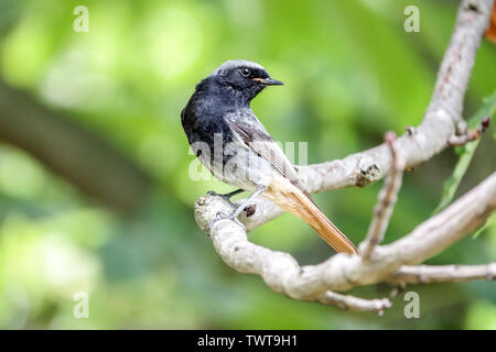 Black Redstart mâle Phoenicurus ochruros oiseau perching sur branche, la faune de la vallée de l'Elbe Banque D'Images