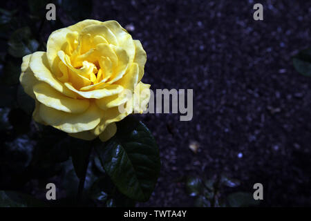 Rosa 'Golden Wedding" Arokris "hybrides de thé", rose jaune head en fleurs sur un gros plan de jour d'été Banque D'Images