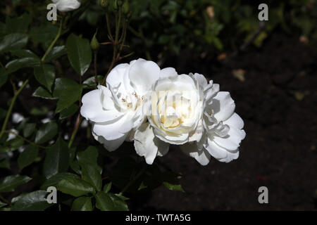 Rosa Iceberg 'Korbin' (F) floribunda rose chefs en fleurs de jour en été Banque D'Images