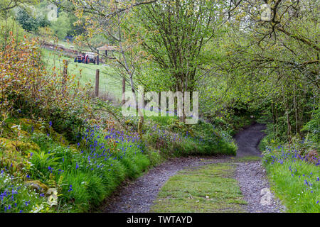 Jacinthes sauvages poussent sous un auvent d'anciens bois sur les 4 cascades à pied dans le parc national de Brecon Beacons, Powys, Wales, UK Banque D'Images