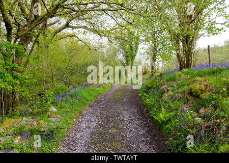 Jacinthes sauvages poussent sous un auvent d'anciens bois sur les 4 cascades à pied dans le parc national de Brecon Beacons, Powys, Wales, UK Banque D'Images