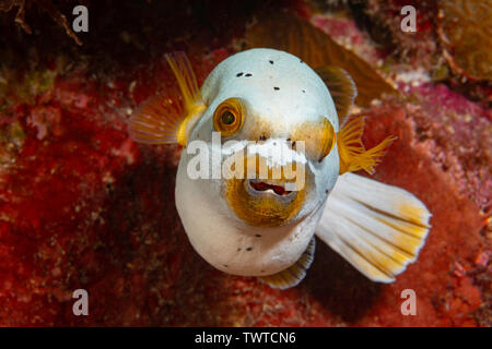 Puffer Épinoche tachetée ou chien-face puffer, Arothron nigropunctatus, avec l'estomac enflé après repas lourd, Yap (États fédérés de Micronésie. Banque D'Images